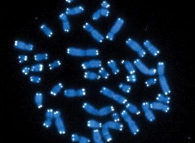 Langere telomeren door vitamine D 5