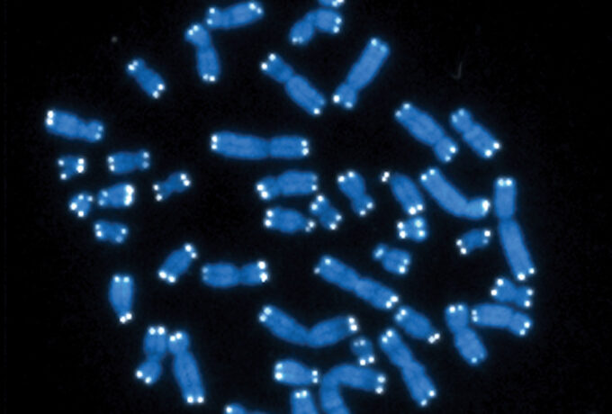 Langere telomeren door vitamine D 3 Langere telomeren door vitamine D 3