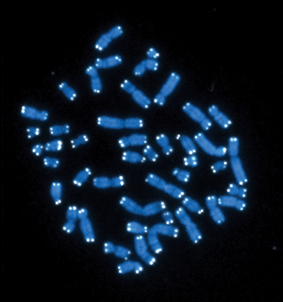 Langere telomeren door vitamine D 3 Langere telomeren door vitamine D 3