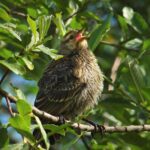 Geluk en vogelstand gaan hand in hand 17