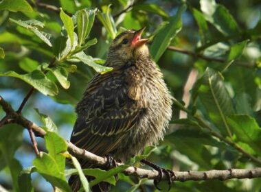 Geluk en vogelstand gaan hand in hand 20