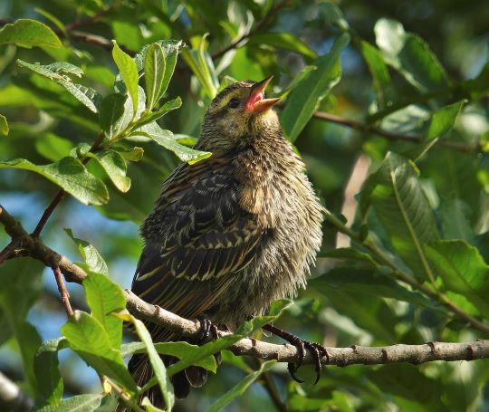 Geluk en vogelstand gaan hand in hand 3