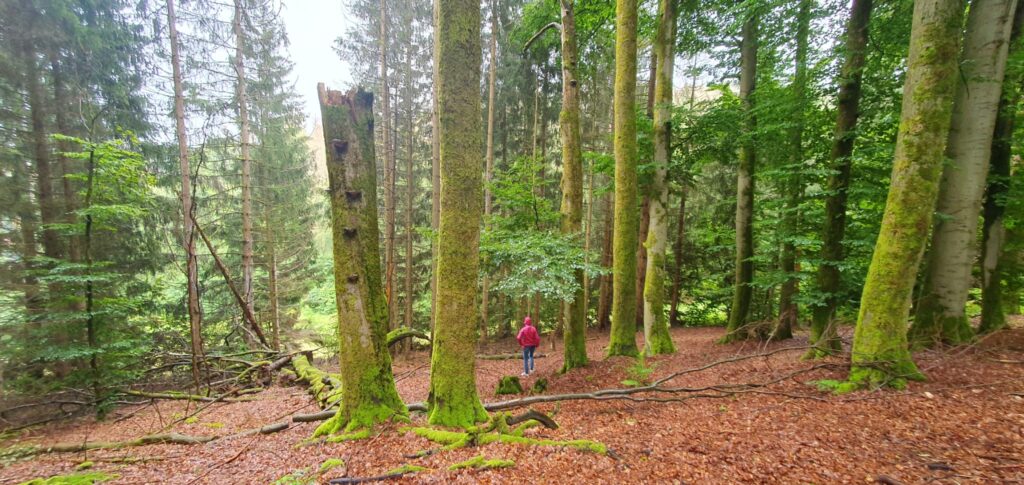 Wandelen als therapie 3