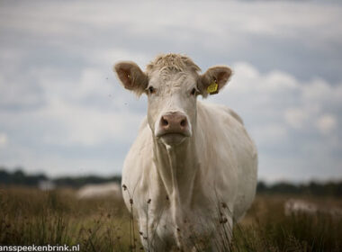 Onderzoek vleestaks en groentesubsidie 5