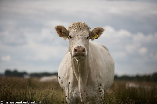 Onderzoek vleestaks en groentesubsidie 3