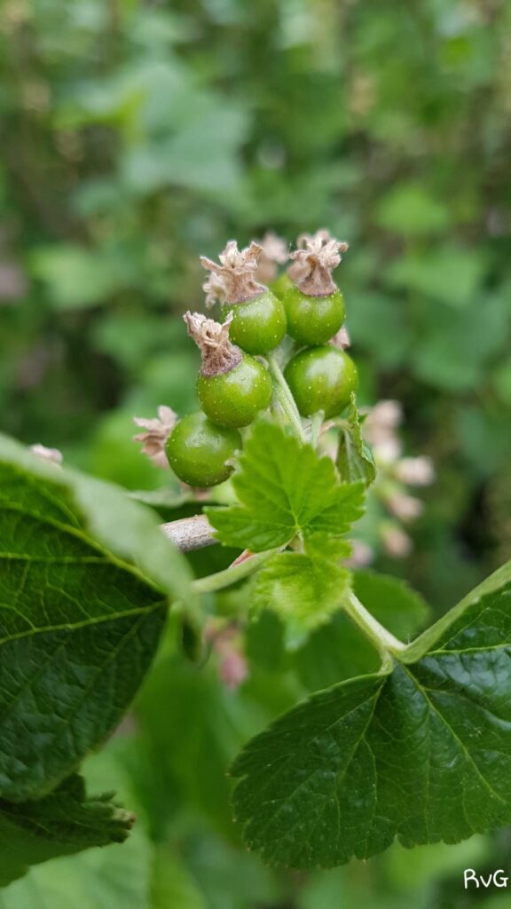 Beter brein met flavonoïden 3