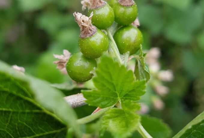 Beter brein met flavonoïden 3