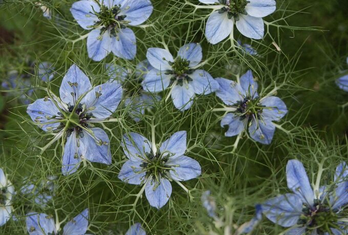 Welke kruiden verlagen het cholesterol het meeste? 3