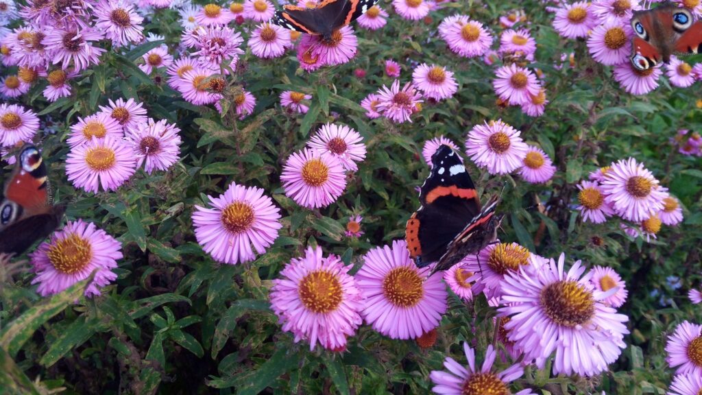 Asters tegen Alzheimer 3