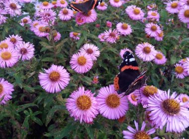 Asters tegen Alzheimer 9