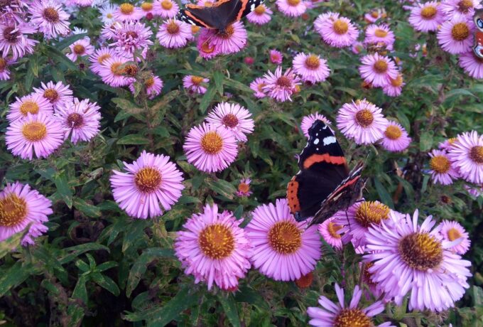 Asters tegen Alzheimer 12