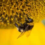 Honing, een uniek synbioticum 4