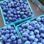 Blauwe bes verovert ons land 12