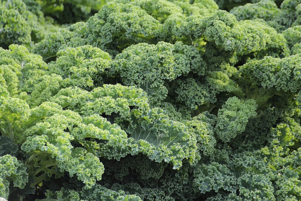 Groene bladgroenten lijken botbreuken te voorkomen 3