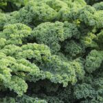 Groene bladgroenten lijken botbreuken te voorkomen 5