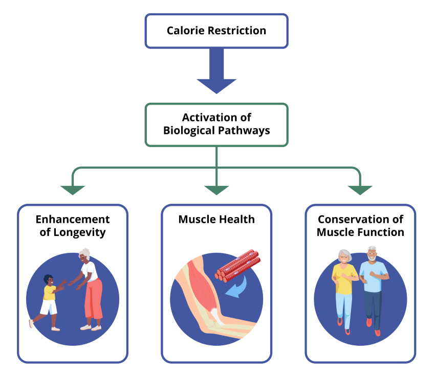 Calorierestrictie. Minder eten = langer en gezonder leven 3