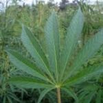 Cannabis ingezet bij scala van klachten 12