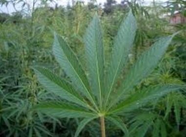 Cannabis ingezet bij scala van klachten 7