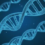 Polygenetische risicoscore slechte voorspeller van ziekte 13