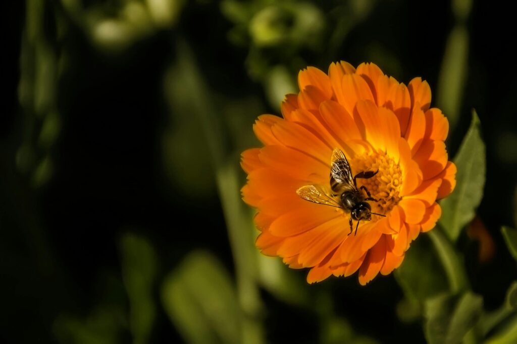 Goudsbloem: razendsnelle wondhersteller 3 Goudsbloem: razendsnelle wondhersteller 3
