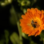 Goudsbloem: razendsnelle wondhersteller 5
