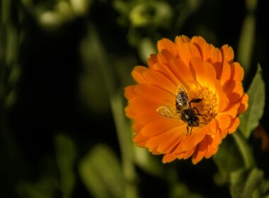 Goudsbloem: razendsnelle wondhersteller 5