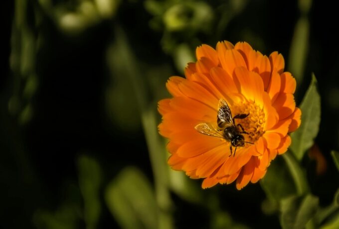 Goudsbloem: razendsnelle wondhersteller 3 Goudsbloem: razendsnelle wondhersteller 3