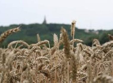 'Glutenvrij geeft verhoogd risico' 5