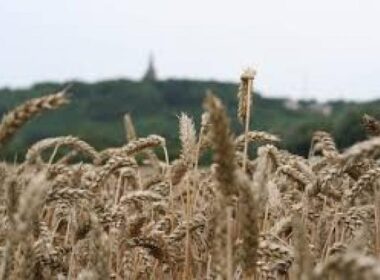 'Glutenvrij geeft verhoogd risico' 10