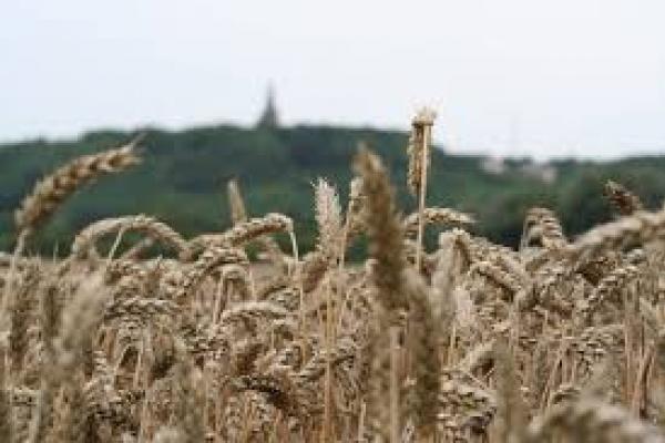 'Glutenvrij geeft verhoogd risico' 12