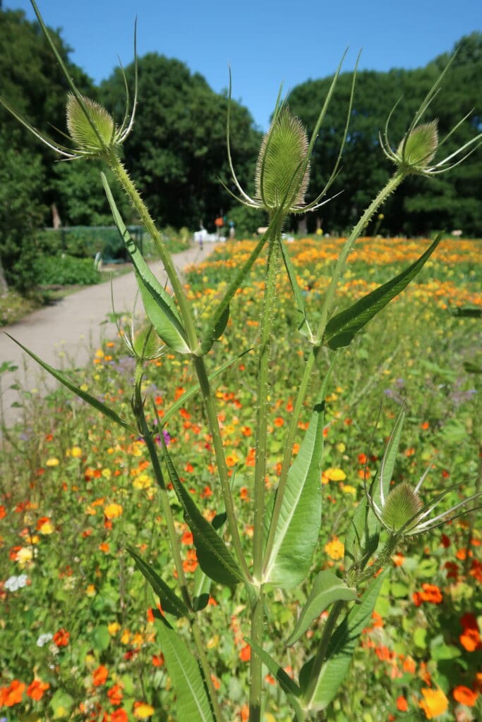 Veel belangstelling voor wildplukken in Zoetermeer 4