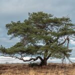 Grove den: de ultieme kerstboom 5