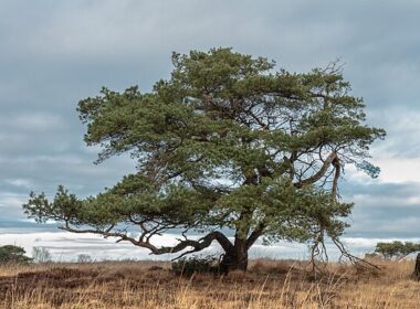 Grove den: de ultieme kerstboom 4