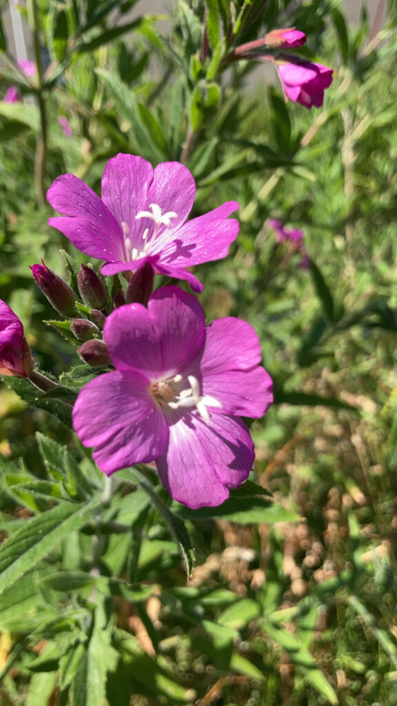 Veel belangstelling voor wildplukken in Zoetermeer 6