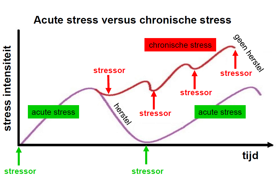 Chronische stress? Bestrijd het met acute stress 4 Chronische stress? Bestrijd het met acute stress 4