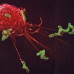 Coronapatiënten overlijden niet aan het virus per sé, maar aan een overactief immuunsysteem 5