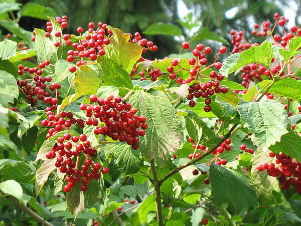 Noord-Europese jager-verzamelaars kookten hun potje met groenten en fruit 5