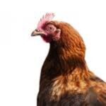 Niet alleen rood vlees mijden maar ook matigen met kip 16