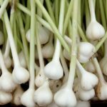 Beste prebiotische voeding geselecteerd 16