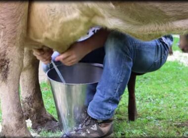 België betwijfelt of melk wel zo gezond is 9