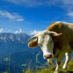 Code rood voor vlees houdt stand 15