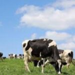 Biologisch boeren populair 12