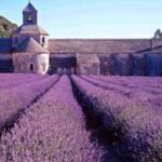 Angstremmer lavendel onder de loep 17