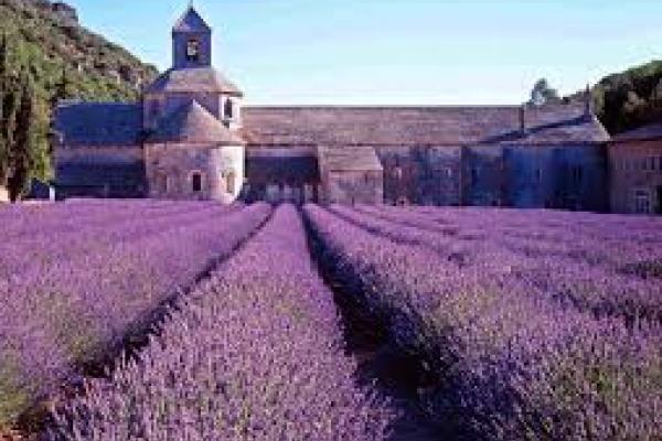 Angstremmer lavendel onder de loep 3