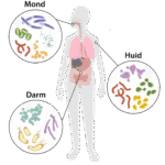 Wie heeft er honger: u of uw darmbacteriën? 6
