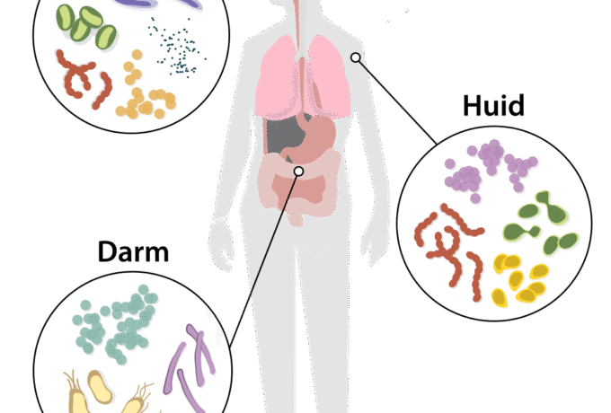 Wie heeft er honger: u of uw darmbacteriën? 12