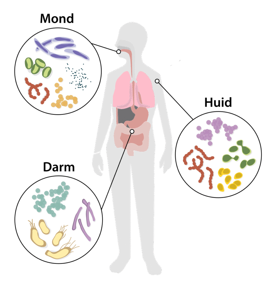 Wie heeft er honger: u of uw darmbacteriën? 3