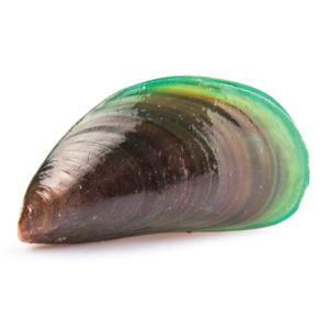 Mossel 3