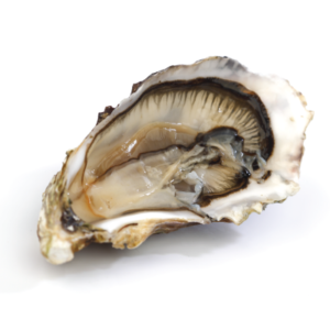 Oester 3