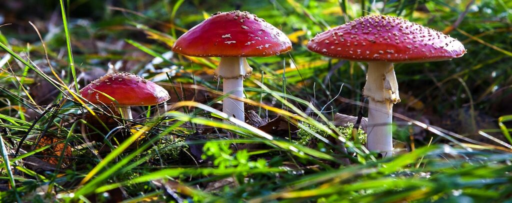 Zelf plukken paddenstoelen linke bezigheid 3